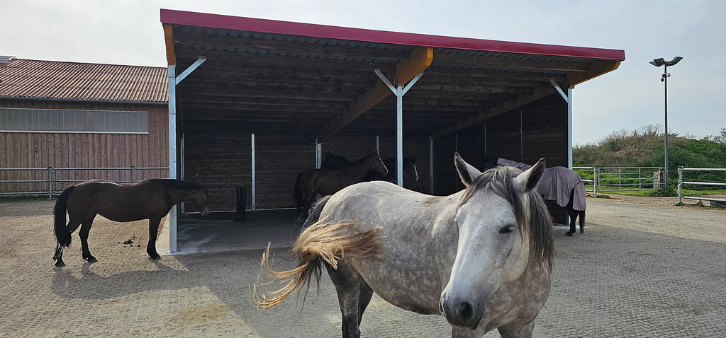 Offenstall & Weidehütte für Pferde – Unterstände nach EU-Normen