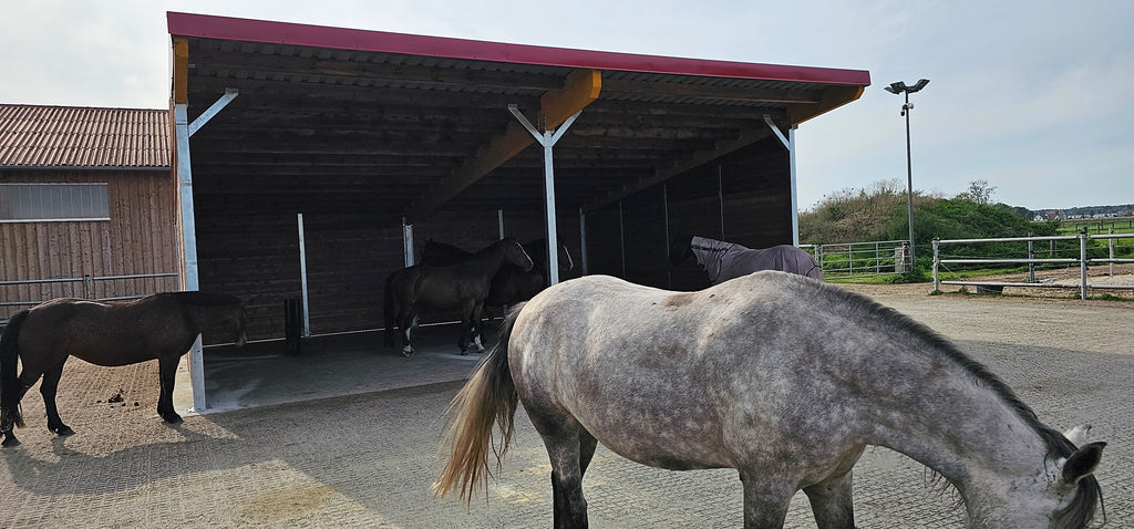 Offenstall & Weidehütte für Pferde – Unterstände nach EU-Normen