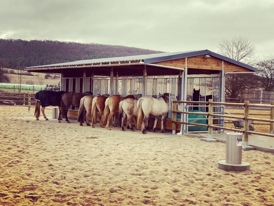 Futterraufe für Pferde BASIC mit 6 Fressplätzen