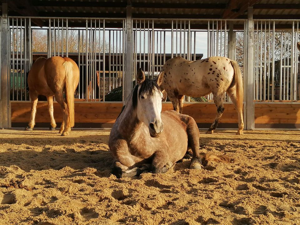 Futterraufe für Pferde Seitenansicht mit 6 Fressplätzen